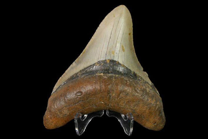 Fossil Megalodon Tooth - North Carolina #147018
